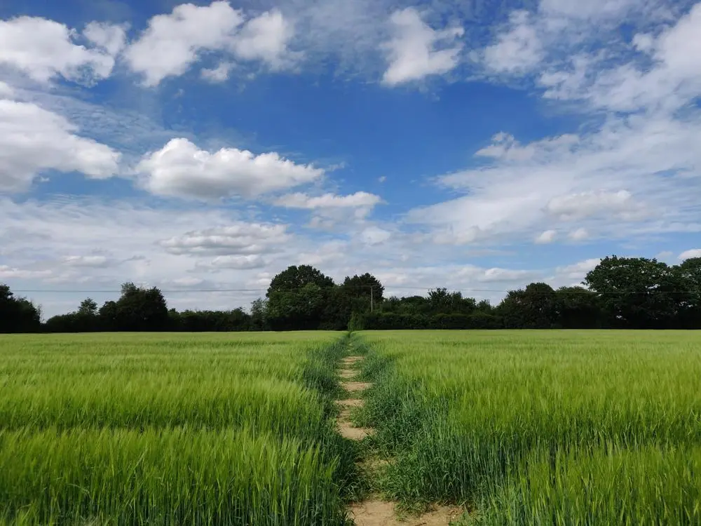 A footpath leads through a field of green crops towards trees on the horizon