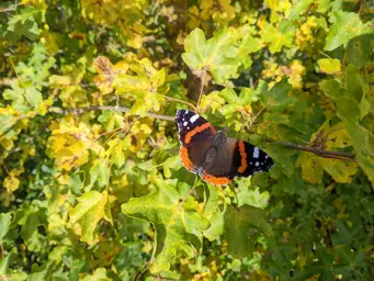 An orange and black monarch butterfly landing on a green tree