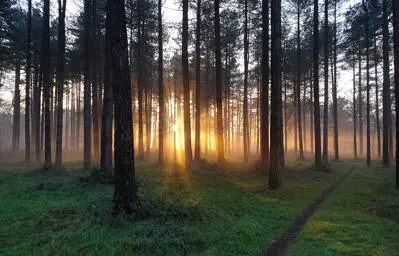Light shinning through trees in the woods