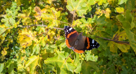An orange and black monarch butterfly landing on a green tree