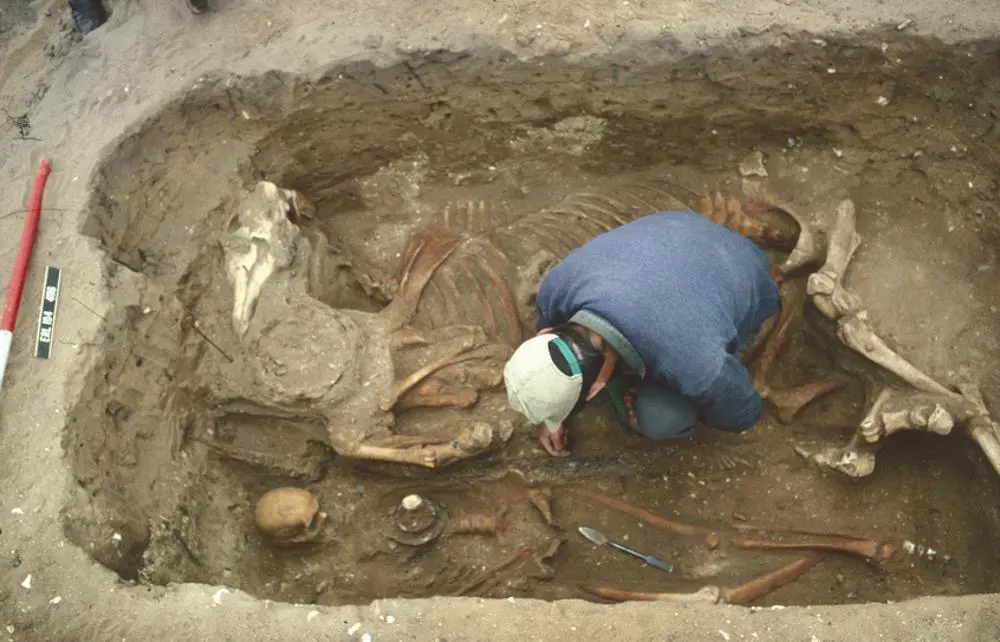 An archaeologist excavates a grave containing a human skeleton and horse skeleton