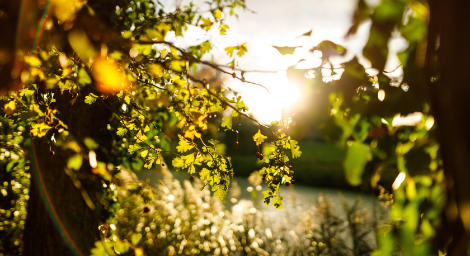 Suffolk country side image of sun through the trees.